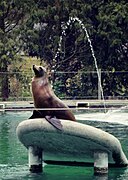 California sea lion (Zalophus californianus)