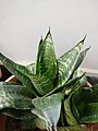 Sansevieria trifasciata