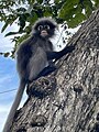 Südlicher Brillenlangur Trachypithecus obscurus, EN