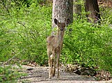 White-tailed Deer, Harriman State Park