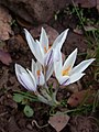 Crocus aleppicus