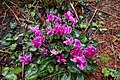 Cyclamen rose des fleuristes