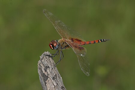 Tramea basilaris (ആൺതുമ്പി)