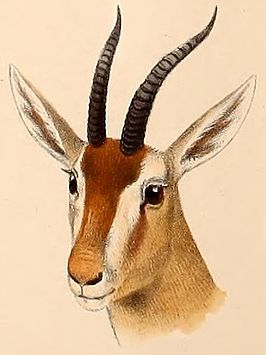 Noord-Algerijnse gazelle