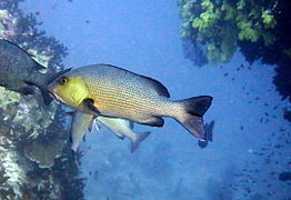 Un vivaneau chien rouge (Lutjanus bohar)