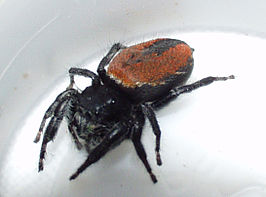 Phidippus johnsoni