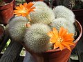 : Rebutia muscula představuje druhy zcela zahalené do trnů. Aylostera.