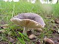 Russula parazurea