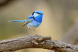 Splendid Fairywren 8352