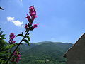 Conillets (Antirrhinum majus) - Pardines