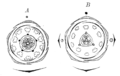 Androcée cyclique de Lychnis et de Silène