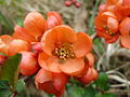 Kdoulovec japonský (Chaenomeles japonica)