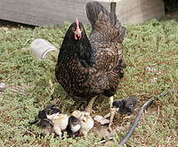 Hen with newly hatched chicks