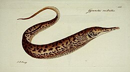 Rhamphichthys rostratus.jpg