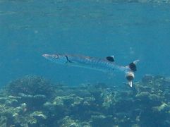 Un barracuda (Sphyraena barracuda)