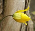 Tulipa sylvestris