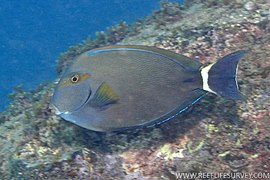 Acanthurus grammoptilus