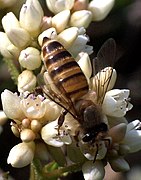 Abeille indienne (Apis cerana).