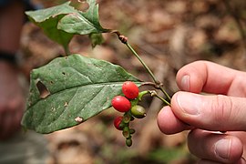 Gnetum africanum