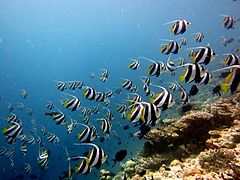 un banc de poissons-cochers (Heniochus diphreutes)