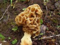 Morchella esculenta