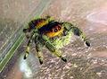 Phidippus regius (2012, Canon PowerShot SX130 IS)