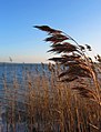 Phragmites australis