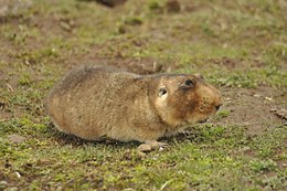 Op deze foto zien we een reuzenmolrat, gefotografeerd in Bale Mountains, Ethiopië, in 2012