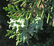 Thuja-orientalis2.jpg