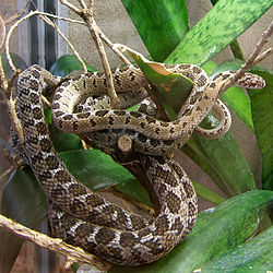 Chamayai mabaka (Dasypeltis scabra)