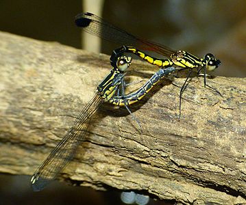 Libellago indica (ഇണചേരുന്നു)