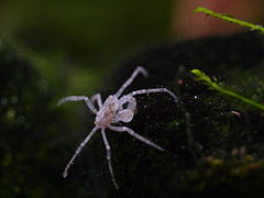 Limnopilos naiyanetri, a Hymenosomatidae