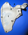 Anterior view of left scapula showing glenoid cavity "2"