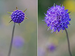 Devil's-bit scabious