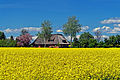 Rapsfeld auf der Insel Fehmarn