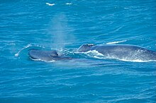 Photograph of a blue whale calf and its mother