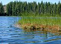 Image 52Sphagnum moss and sedges can produce floating bog mats along the shores of small lakes. This bog in Duck Lake, Oregon, US, supports populations of English sundew (Drosera anglica). (from Bog)