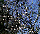 Ibis Tree - St. Johns River