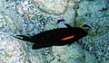 Acanthurus olivaceus