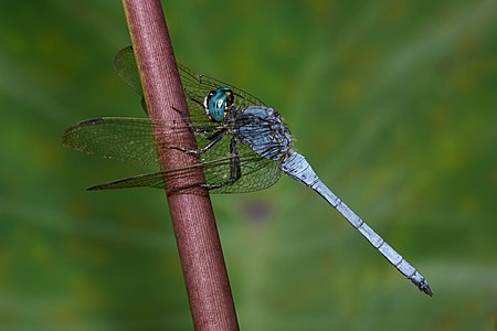 Orthetrum luzonicum (ആൺതുമ്പി)