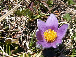 Pulsatilla halleri