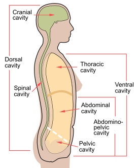 Полости тела человека, брюшная полость обозначена англ. abdominal cavity