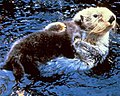 The endangered Sea Otter