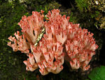 Ramaria botrytis.