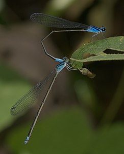 Archibasis oscillans(ഒന്നിനുപുറകെ ഒന്നായി ചേർന്നത്)