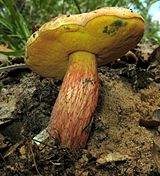 Suillellus floridanus