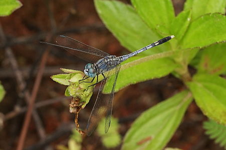 Diplacodes trivialis (ആൺതുമ്പി)