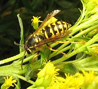 Dolichovespula arenaria