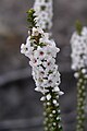 Epacris microphylla