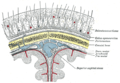 Diagrammatic section of scalp.